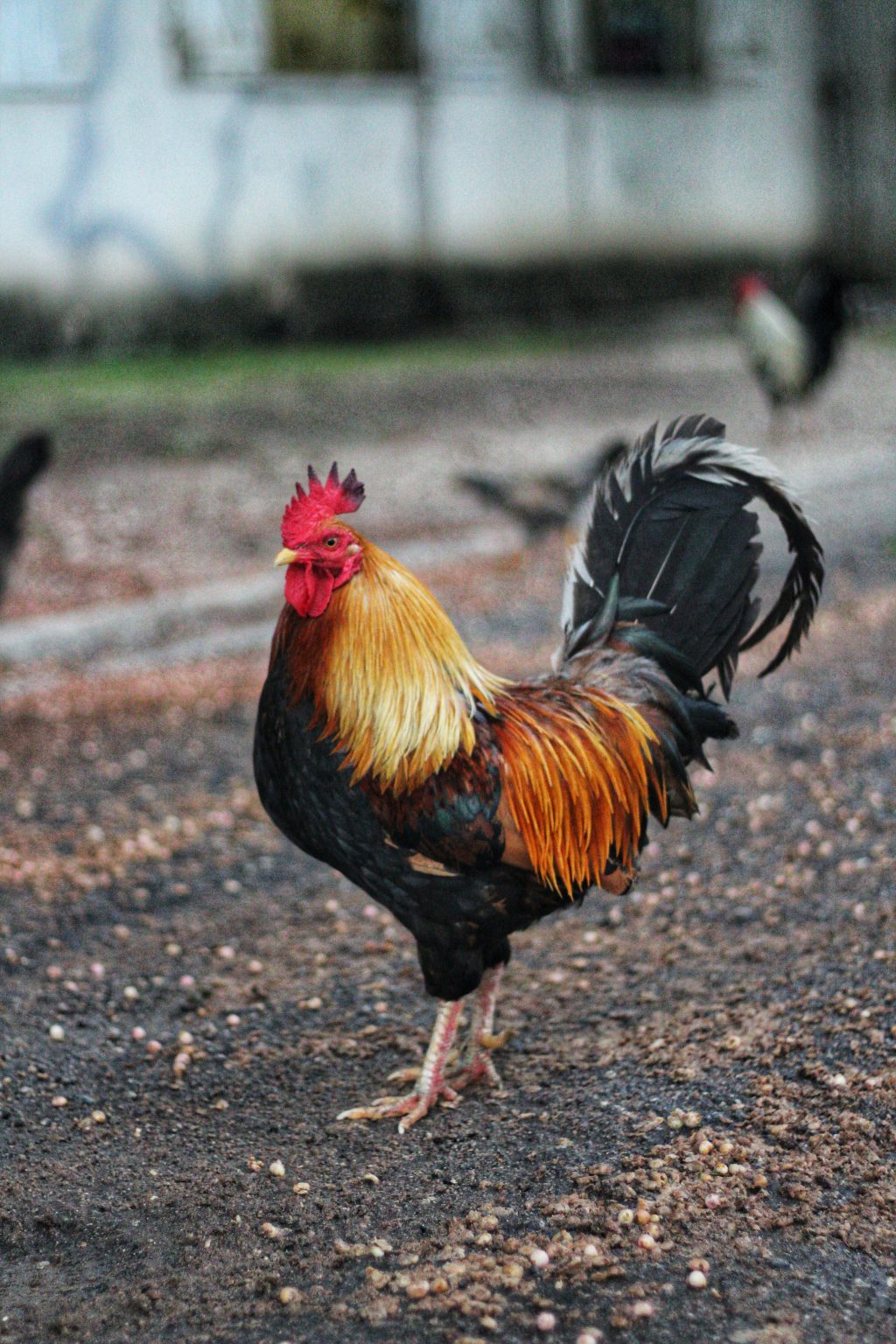 Poulet - Mairie d'Arcangues - Pays Basque by David Cain