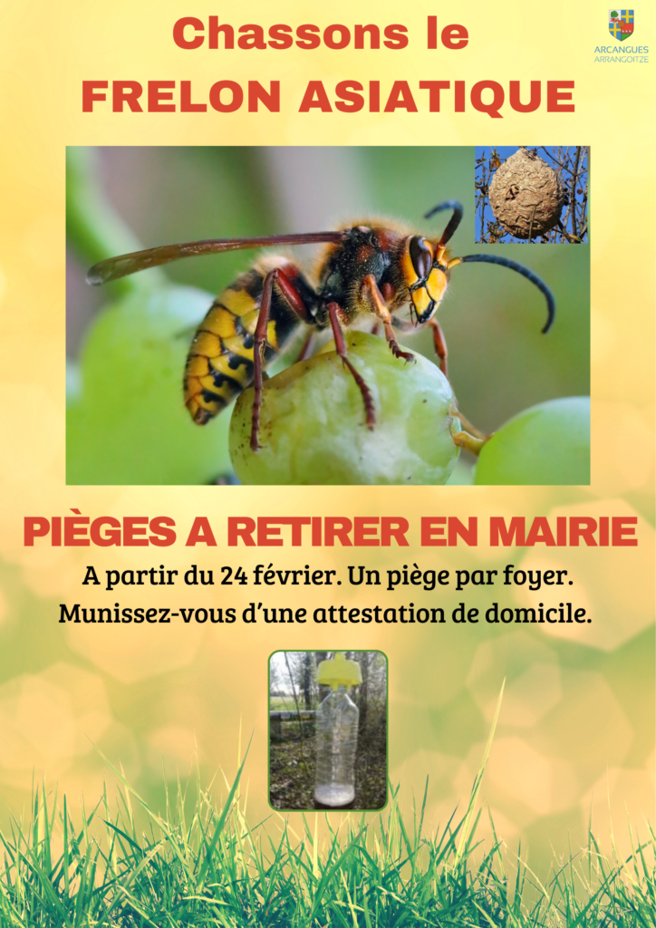 Visuel pièges à frelon